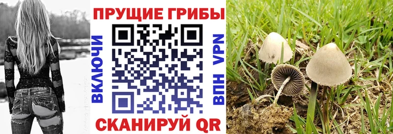 Галлюциногенные грибы MAGIC MUSHROOMS  Купить закладки  Кыштым 